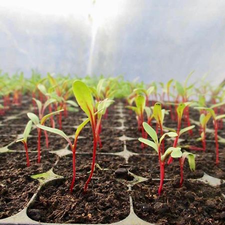 ריביירה גראנדה Quinta Dos Sabores Farm Houses מראה חיצוני תמונה
