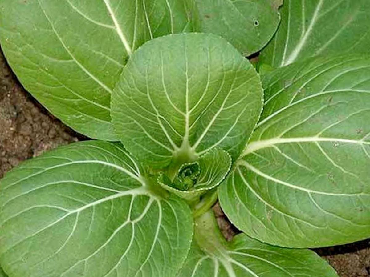 ריביירה גראנדה Quinta Dos Sabores Farm Houses מראה חיצוני תמונה