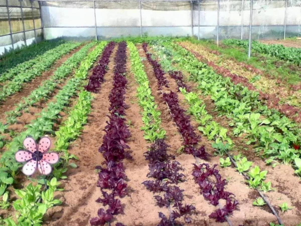 ריביירה גראנדה Quinta Dos Sabores Farm Houses מראה חיצוני תמונה